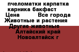 пчеломатки карпатка карника бакфаст F-1 › Цена ­ 800 - Все города Животные и растения » Другие животные   . Алтайский край,Новоалтайск г.